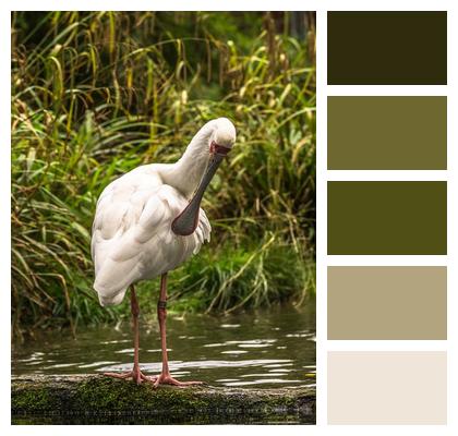 Bird Platalea Alba Nature Image